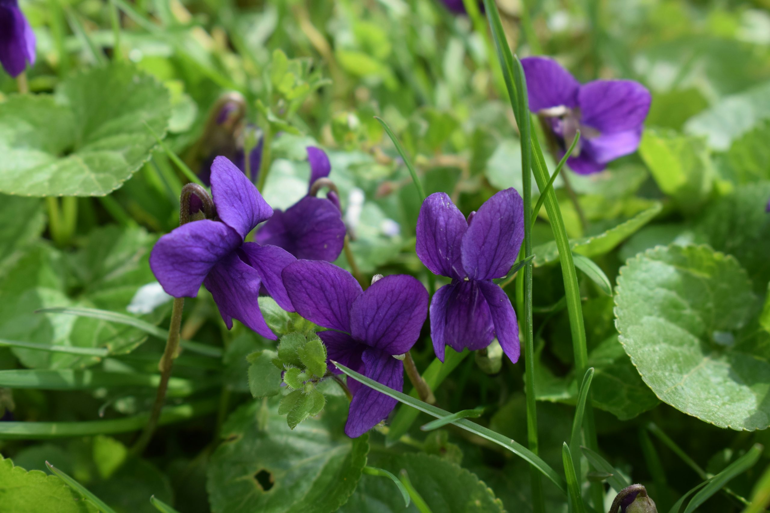 viola flower عطاری مهندس شجاعی گل بنفشه